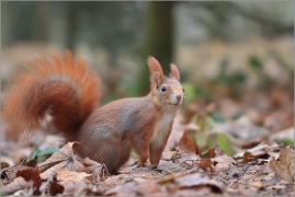 <p>VEVERKA OBECNÁ (Sciurus vulgaris) /Red squirrel - Eichhörnchen/</p>